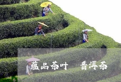 蕴品茶叶 普洱茶/2023040946302